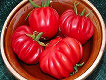 pink accordion heirloom tomato